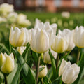 Tulp 'Spring Green'