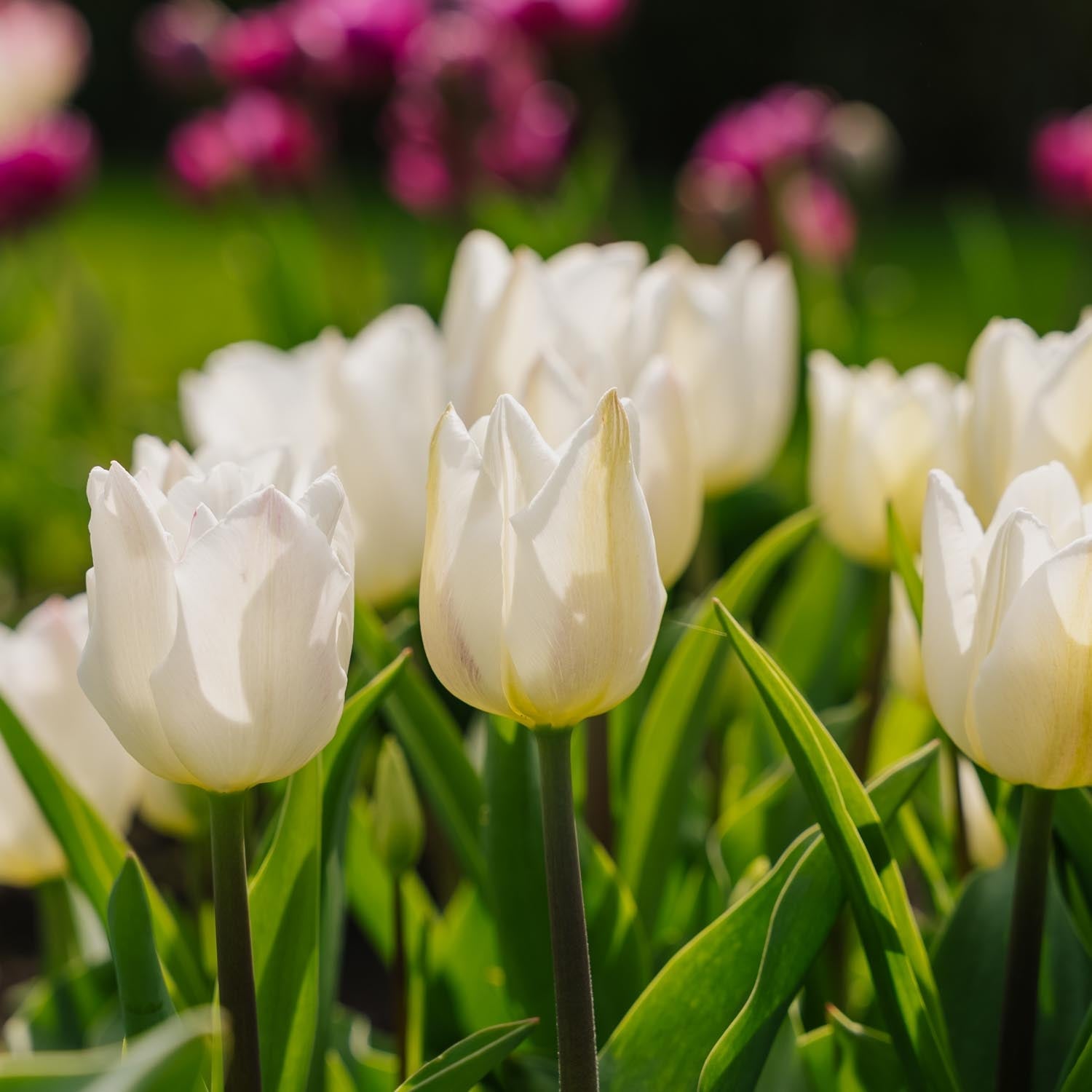 Tulp 'Spring Green'