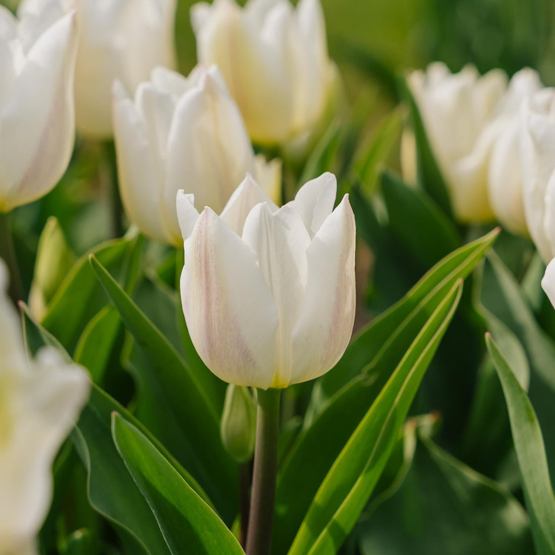 Tulp 'Spring Green'