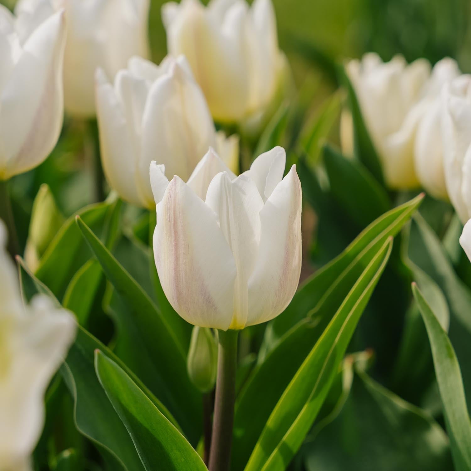 Tulp 'Spring Green'
