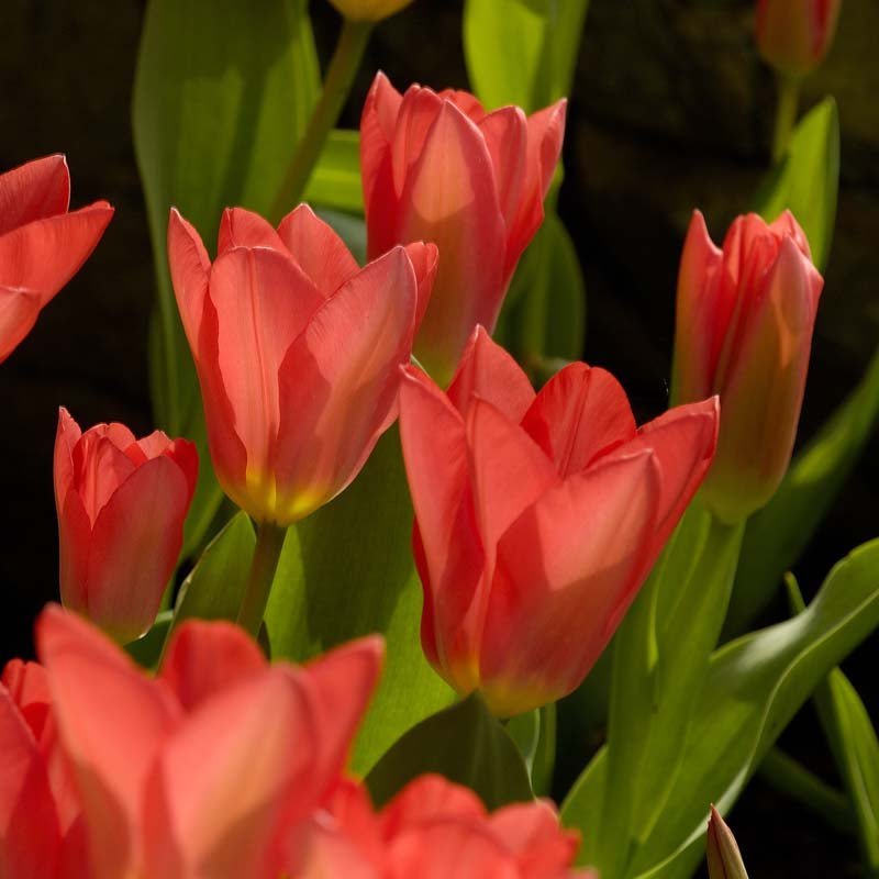 Tulp 'Spring Pearl'