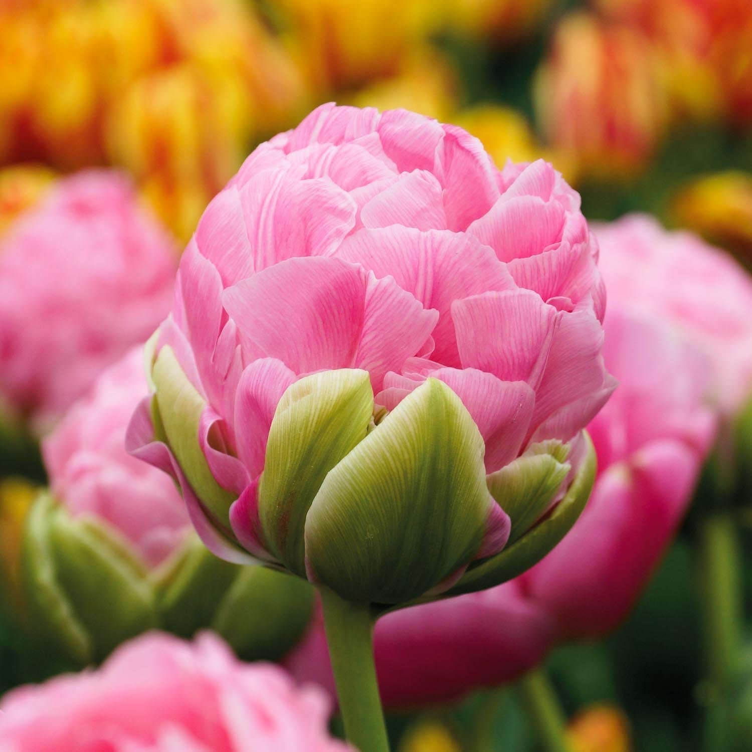 Tulp 'Strawberry Cream'