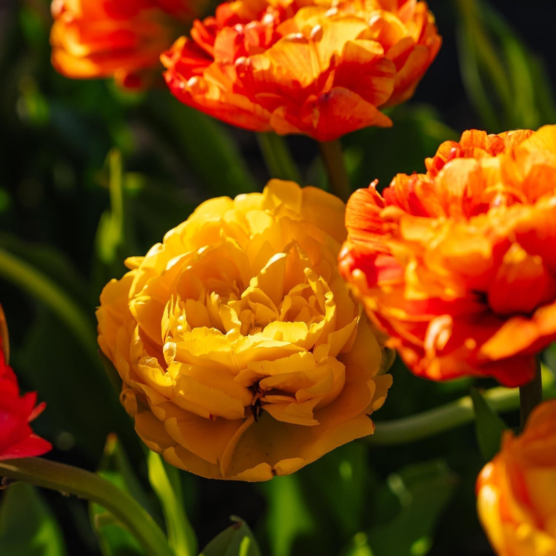 Tulp 'Sunlover'