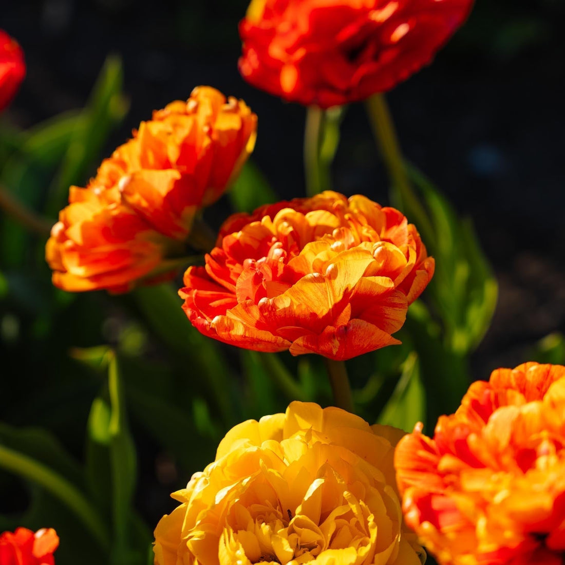 Tulp 'Sunlover'