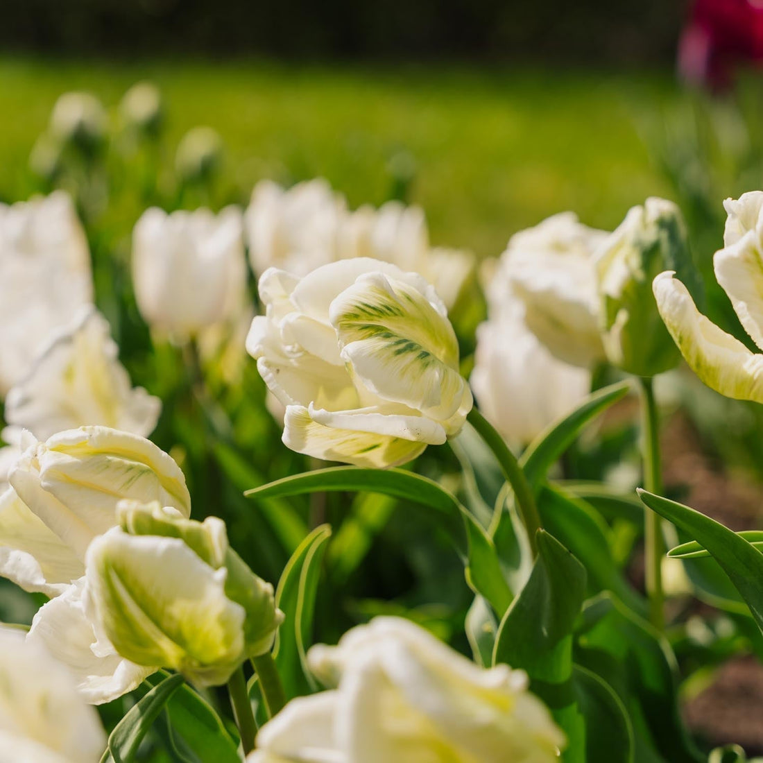 Tulp 'Super Parrot'