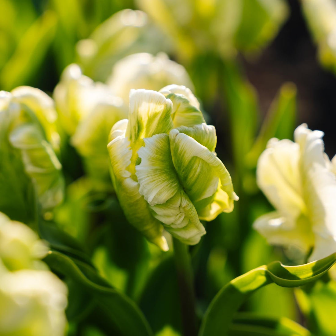 Tulp 'Super Parrot'