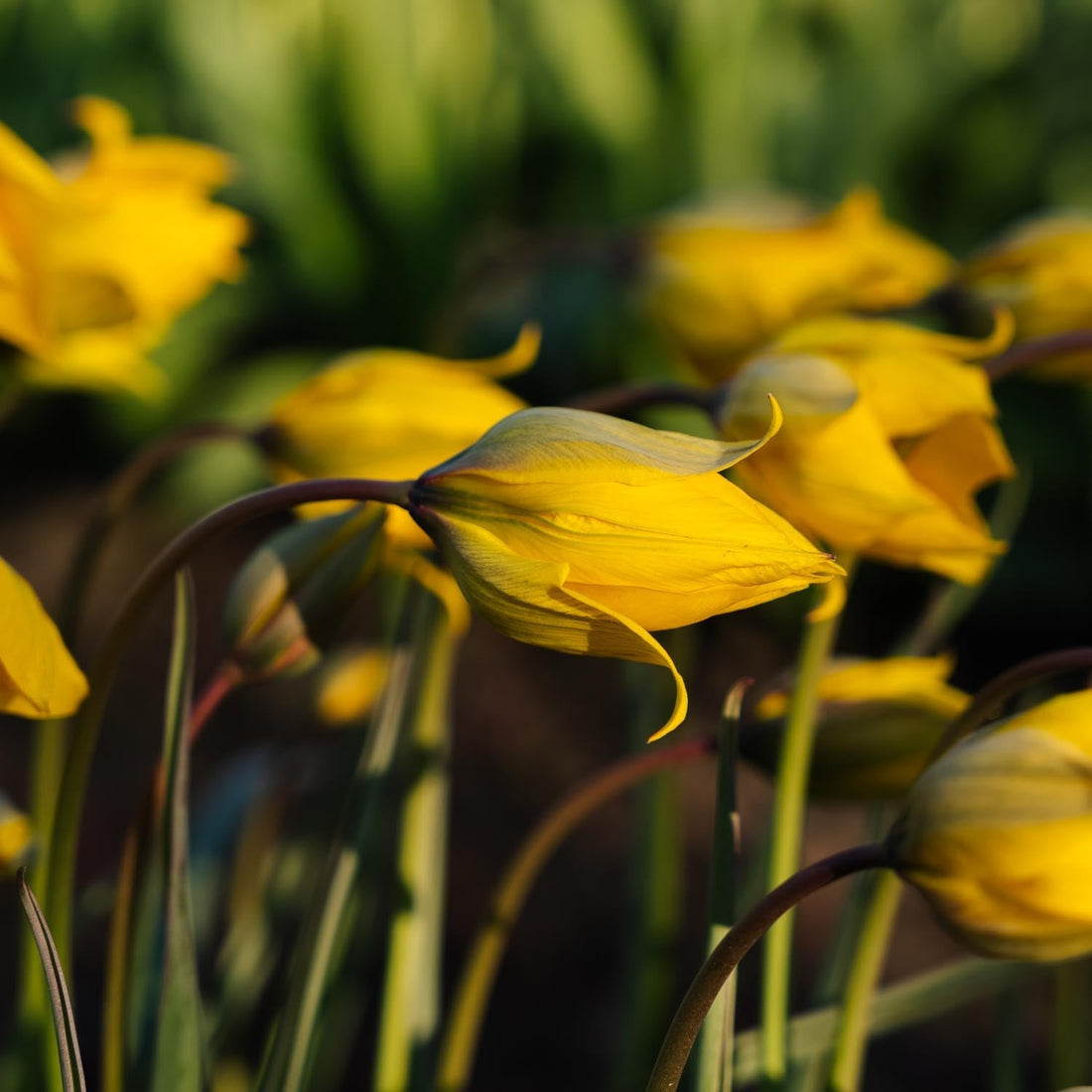 Tulp 'Sylvestris'