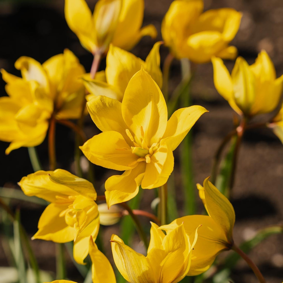 Tulp 'Sylvestris'
