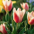 Tulp 'Tarafta'