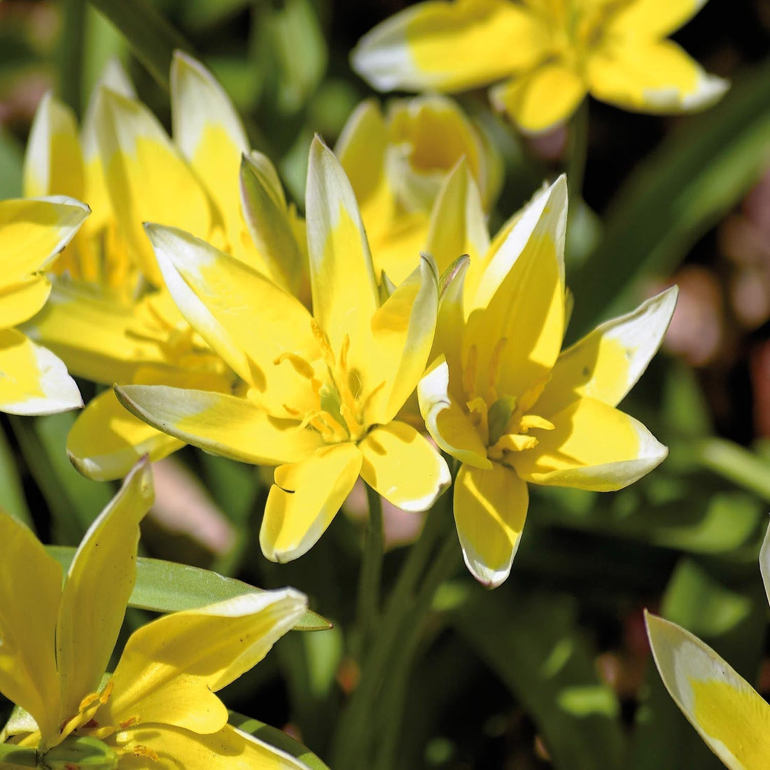 Tulp 'Tarda'