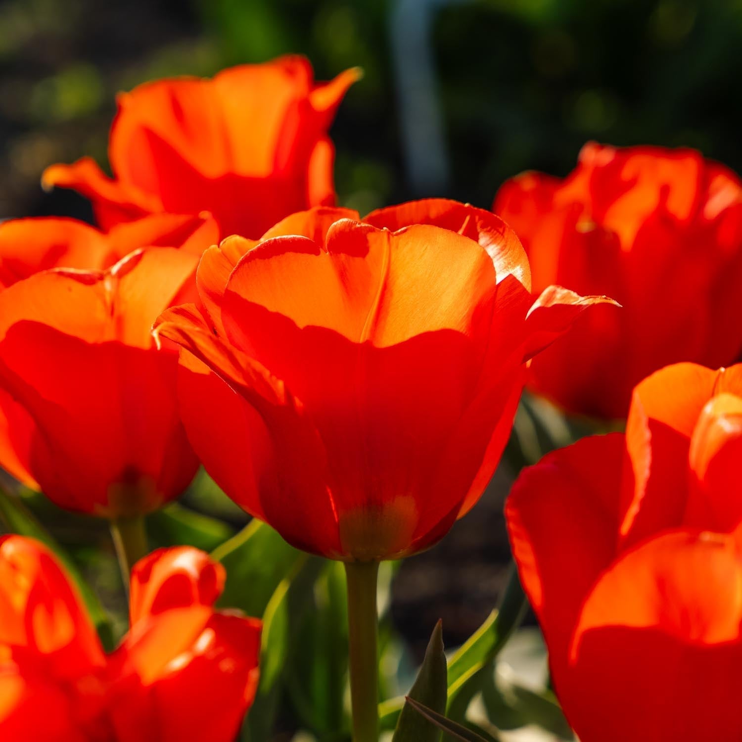 Tulp 'Toronto'