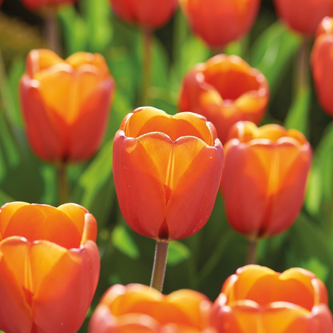 Tulp 'Triple A'