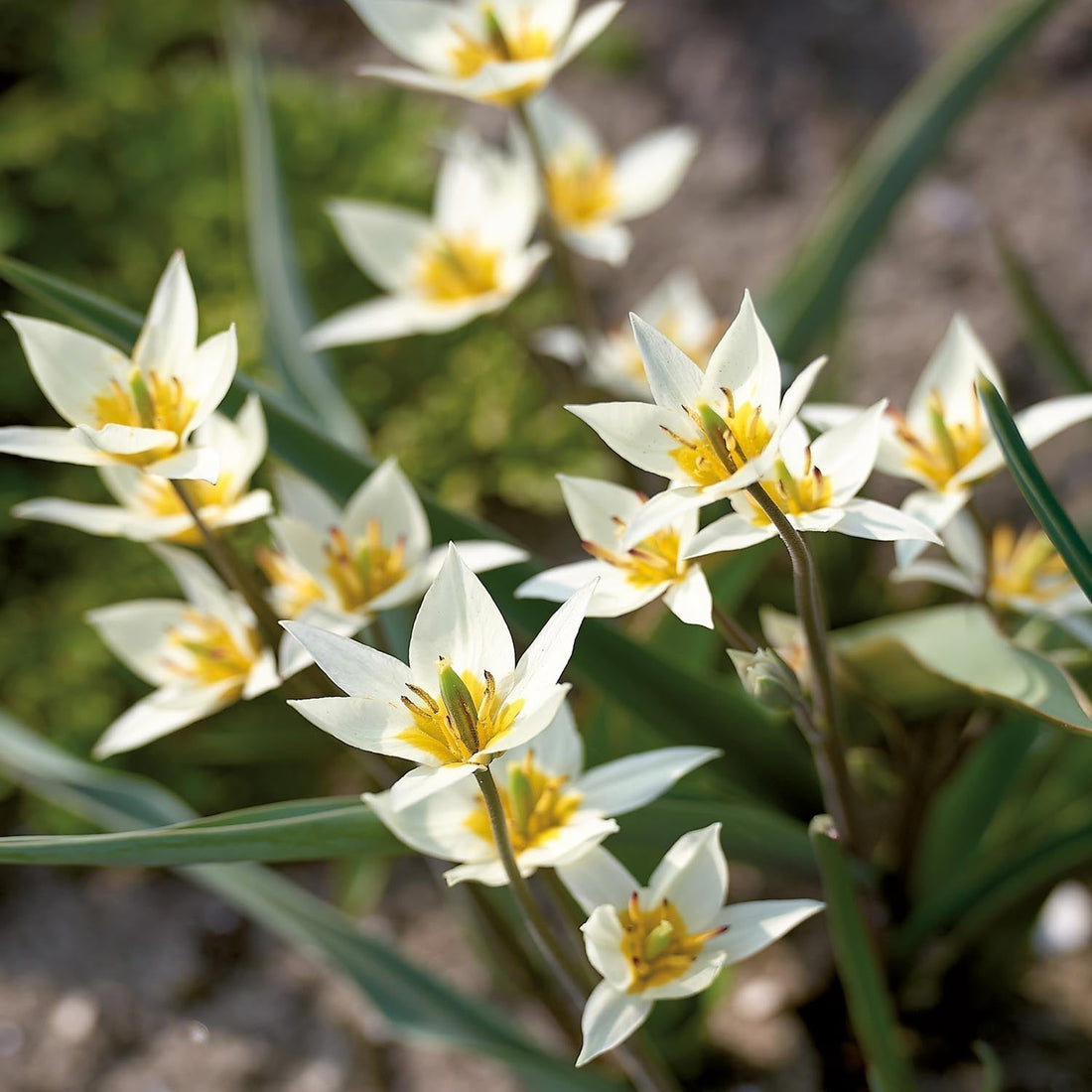 Tulp 'Turkestanica'
