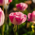Tulp 'Upstar'