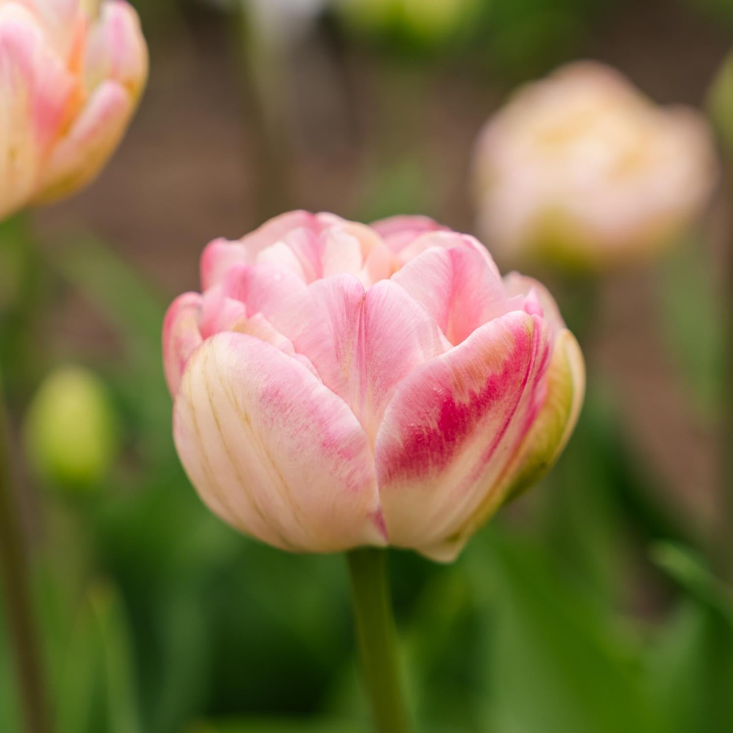 Tulp 'Upstar'