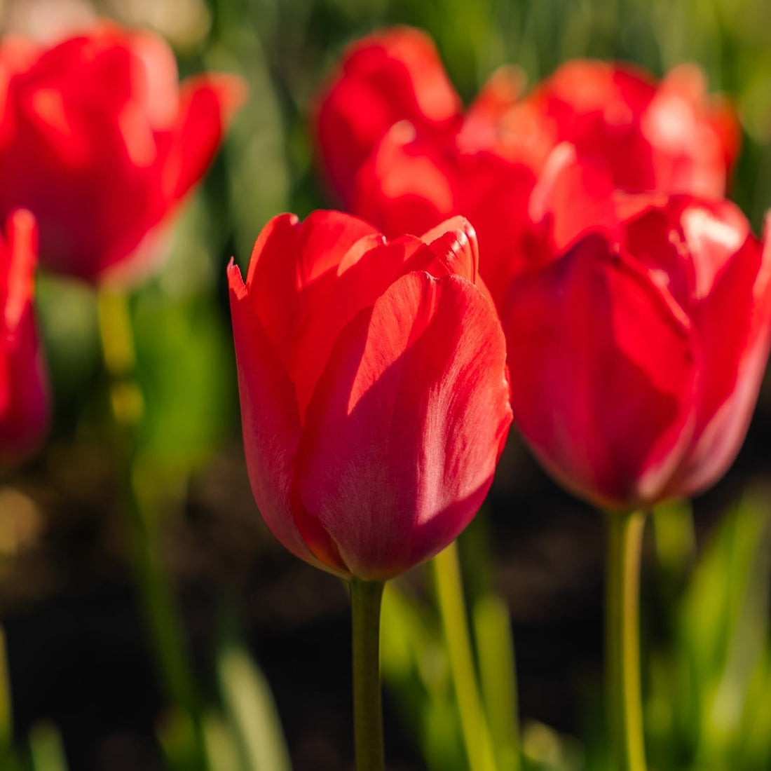 Tulp 'Van Eijk'