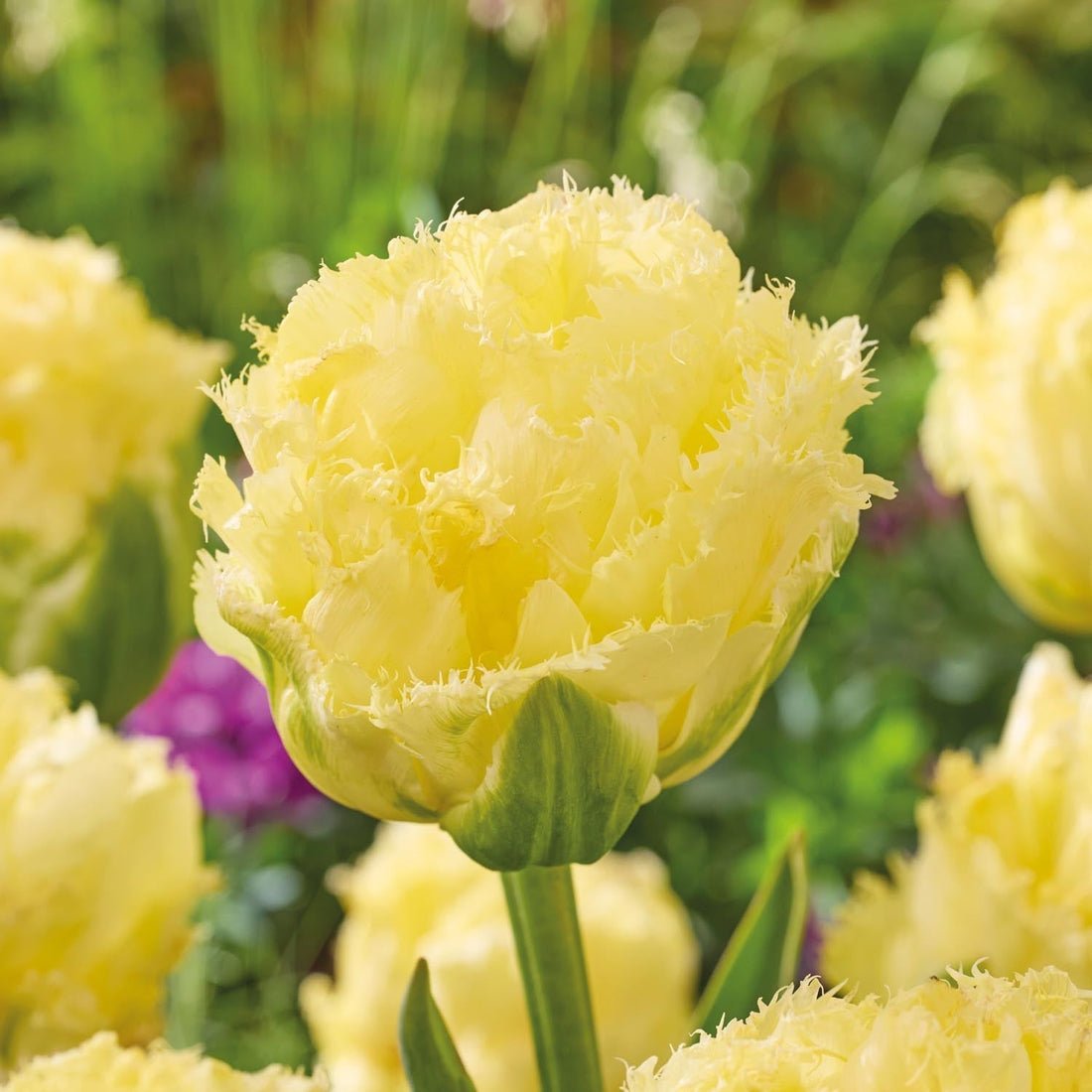 Tulp 'Vanilla Dance'