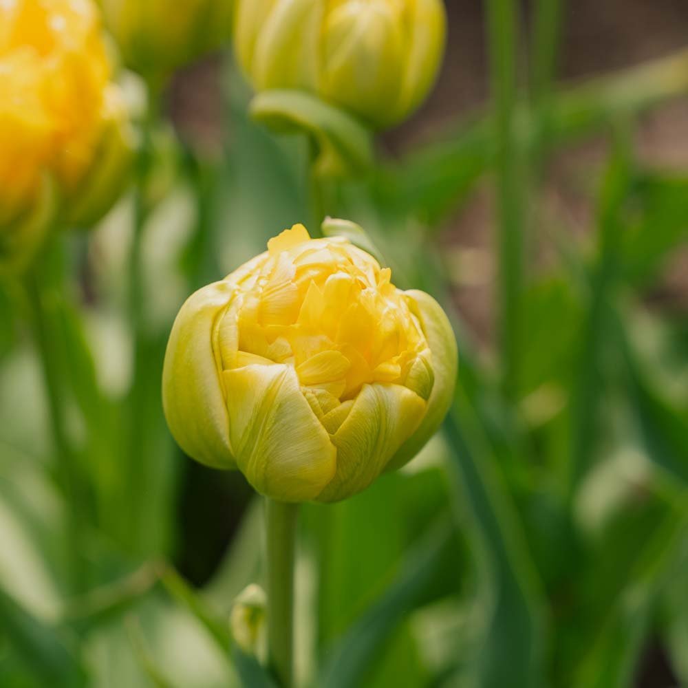 Tulp 'Vanille Coup'