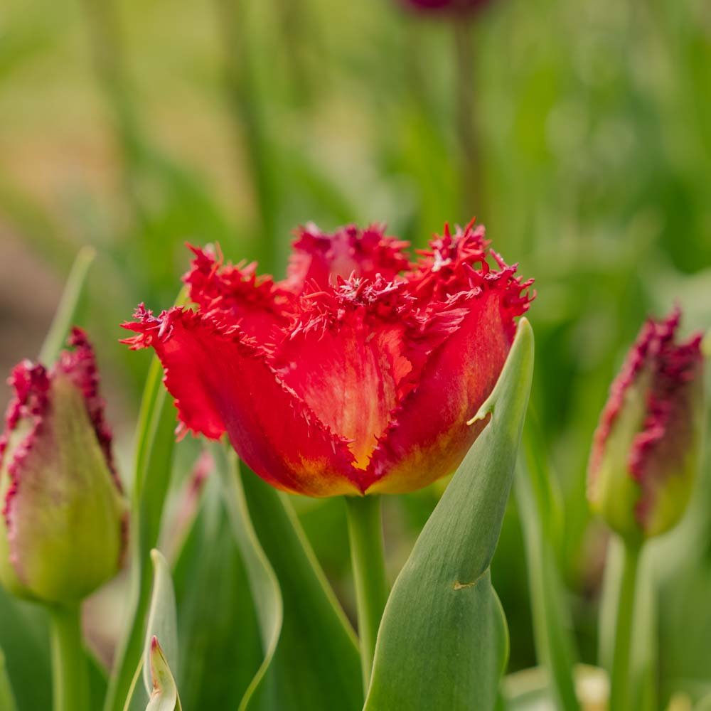 Tulp 'Versaci'