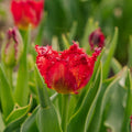 Tulp 'Versaci'