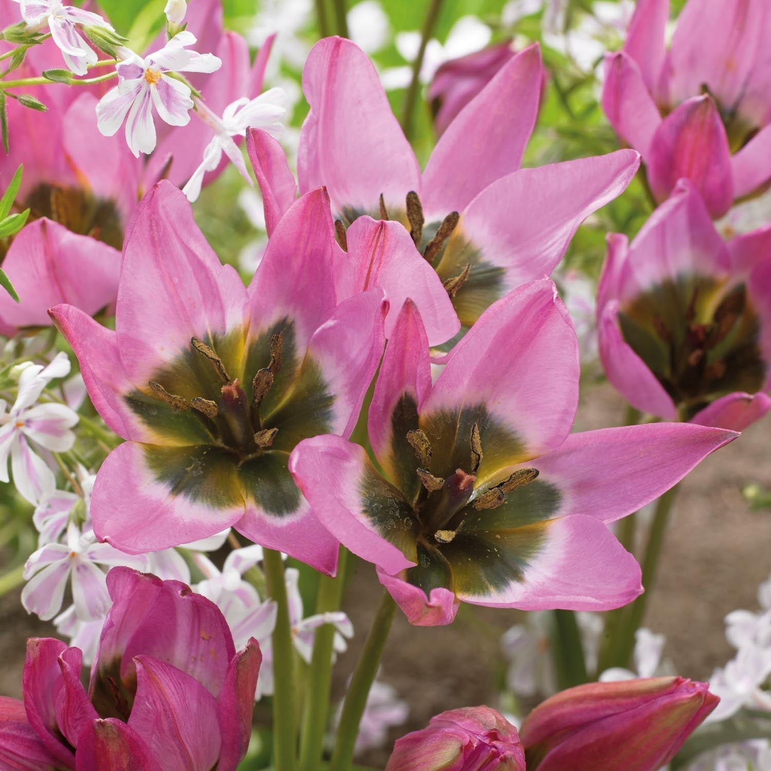 Tulp 'Violetta'