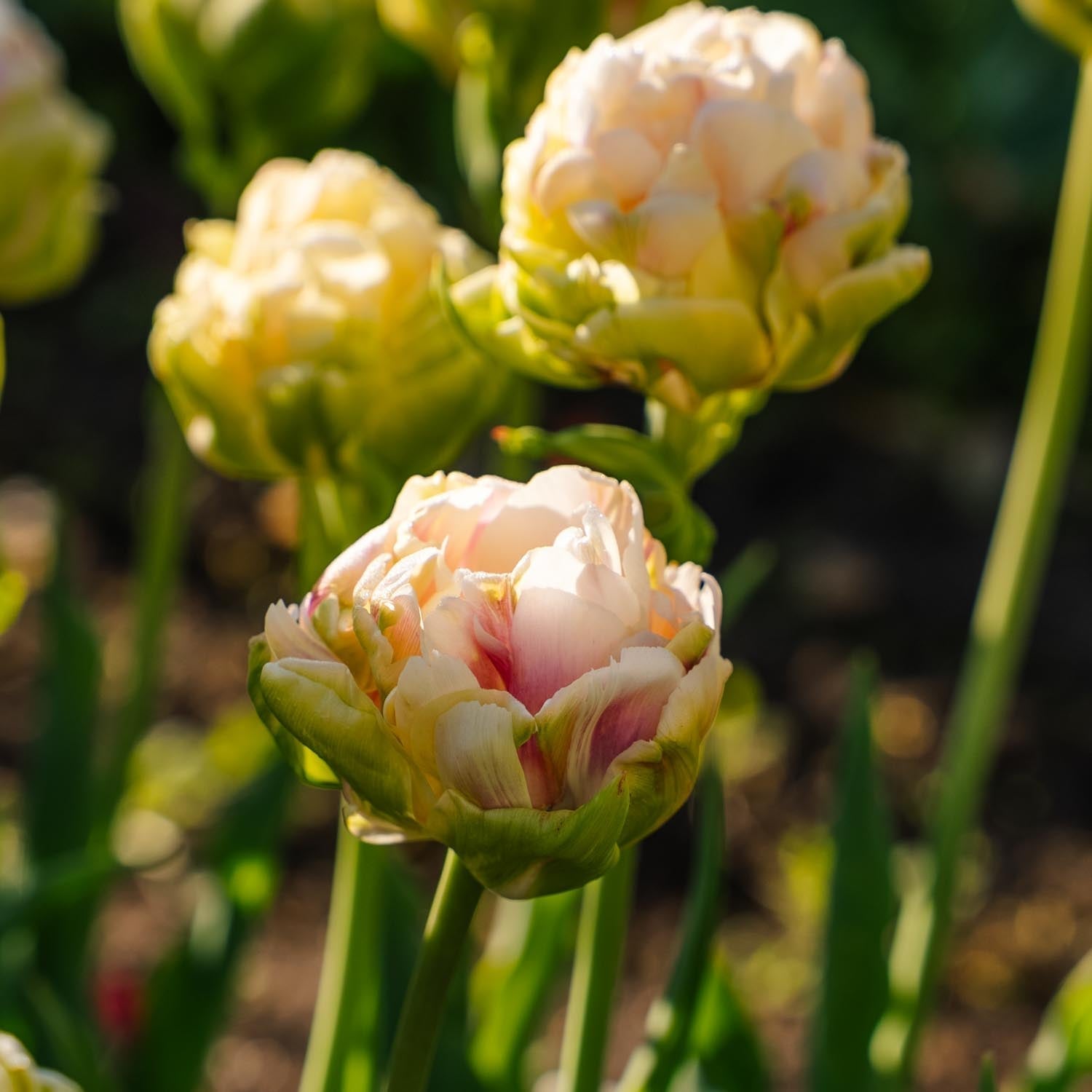Tulp 'Wedding Dream'