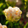Tulp 'Wedding Dream'