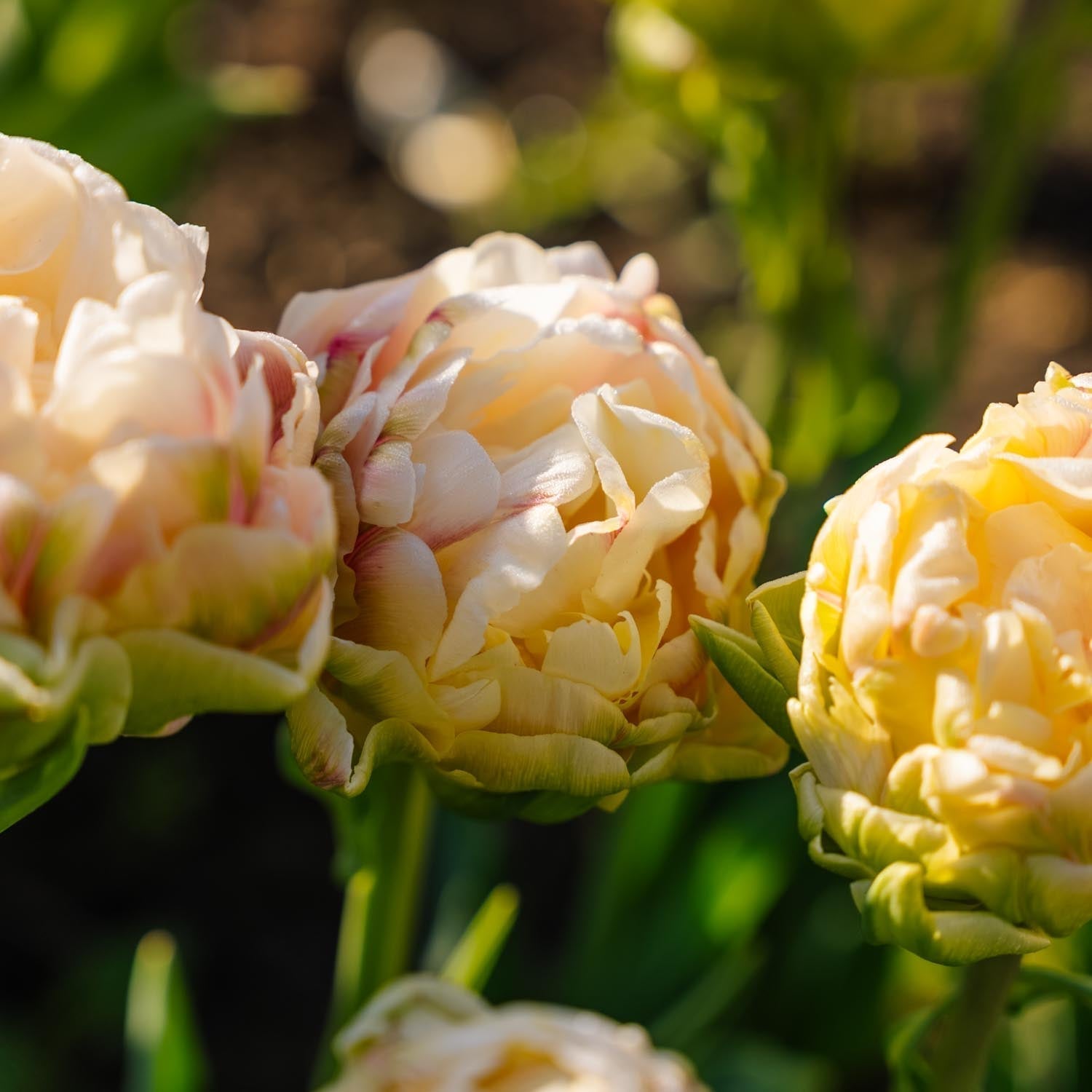 Tulp 'Wedding Dream'