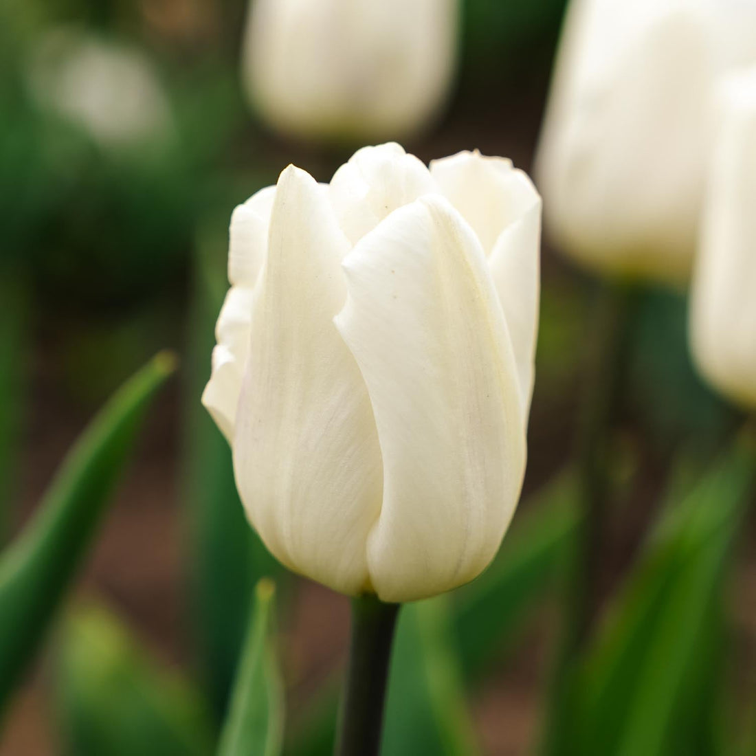 Tulp 'White Flag'
