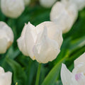 Tulp 'White Prince'