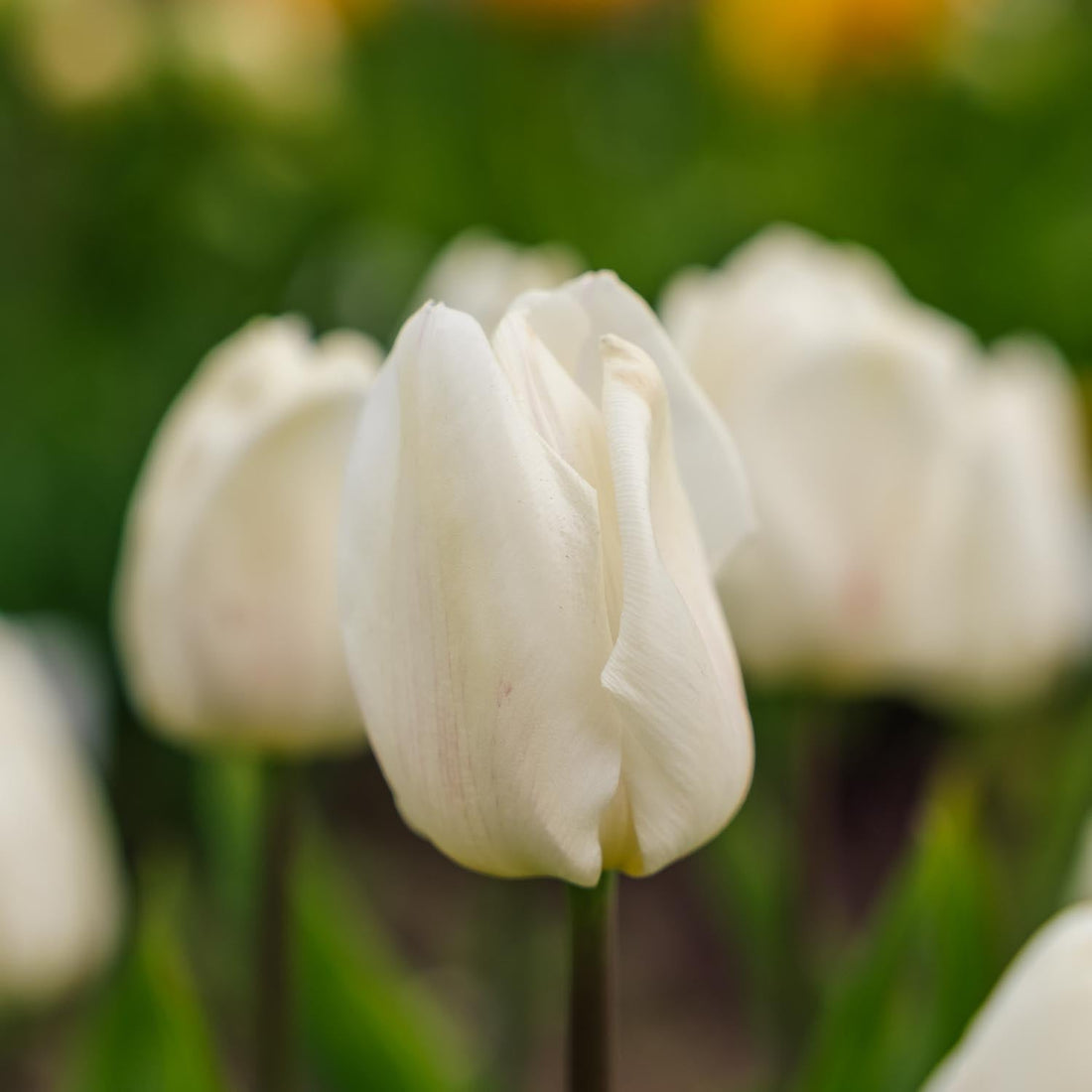 Tulp 'White Prince'