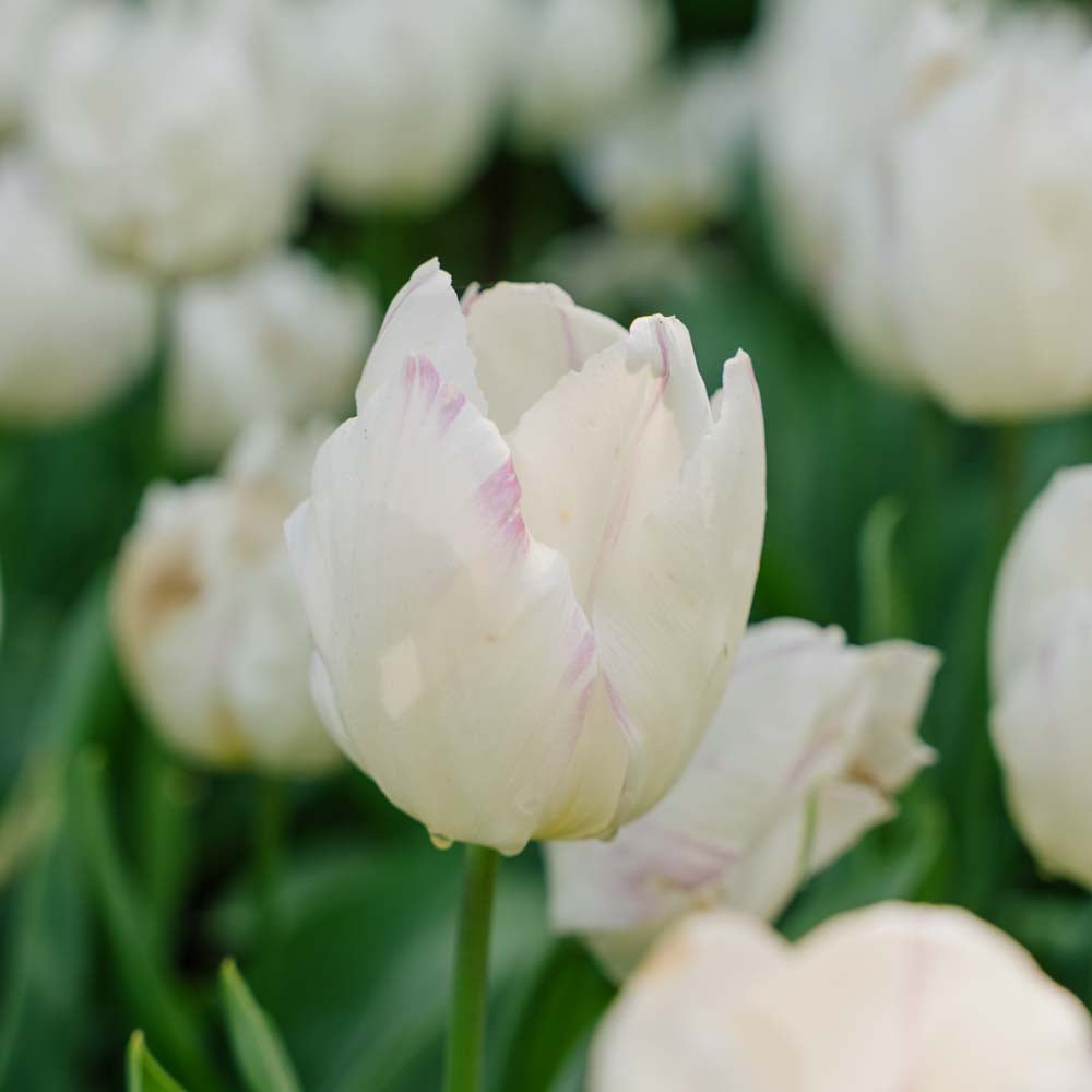 Tulp 'White Prince'