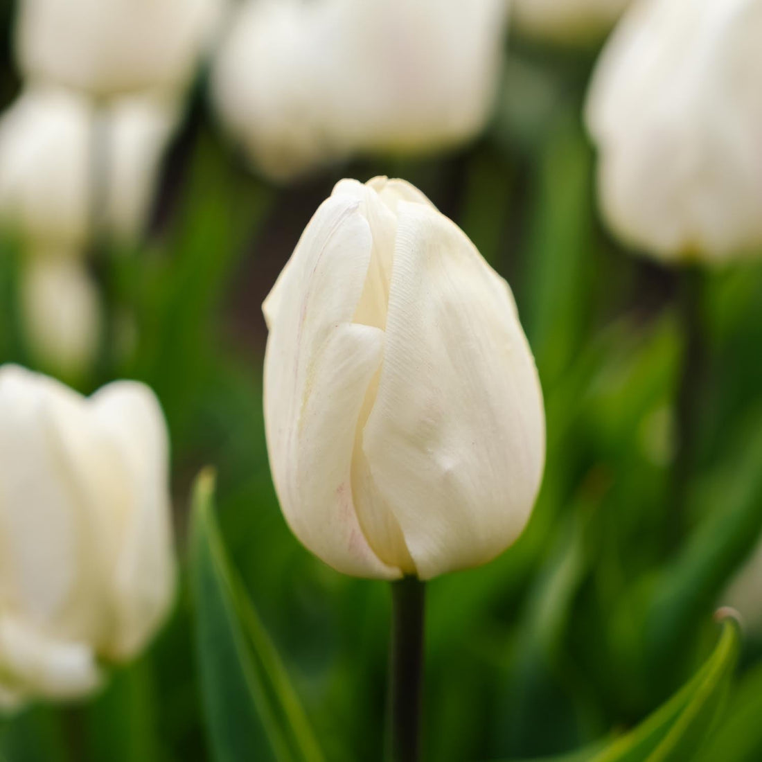 Tulp 'White Prince'