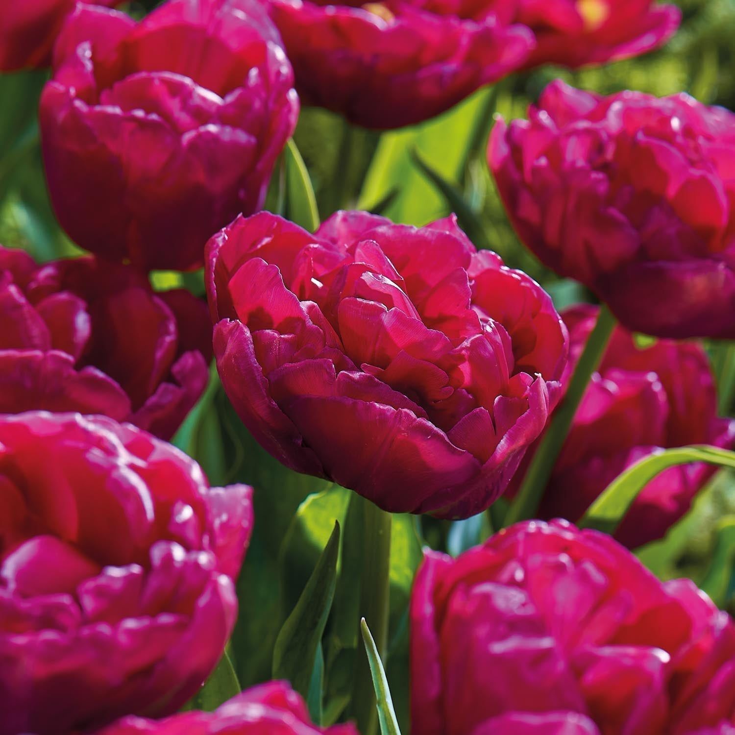 Tulp 'World Bowl'