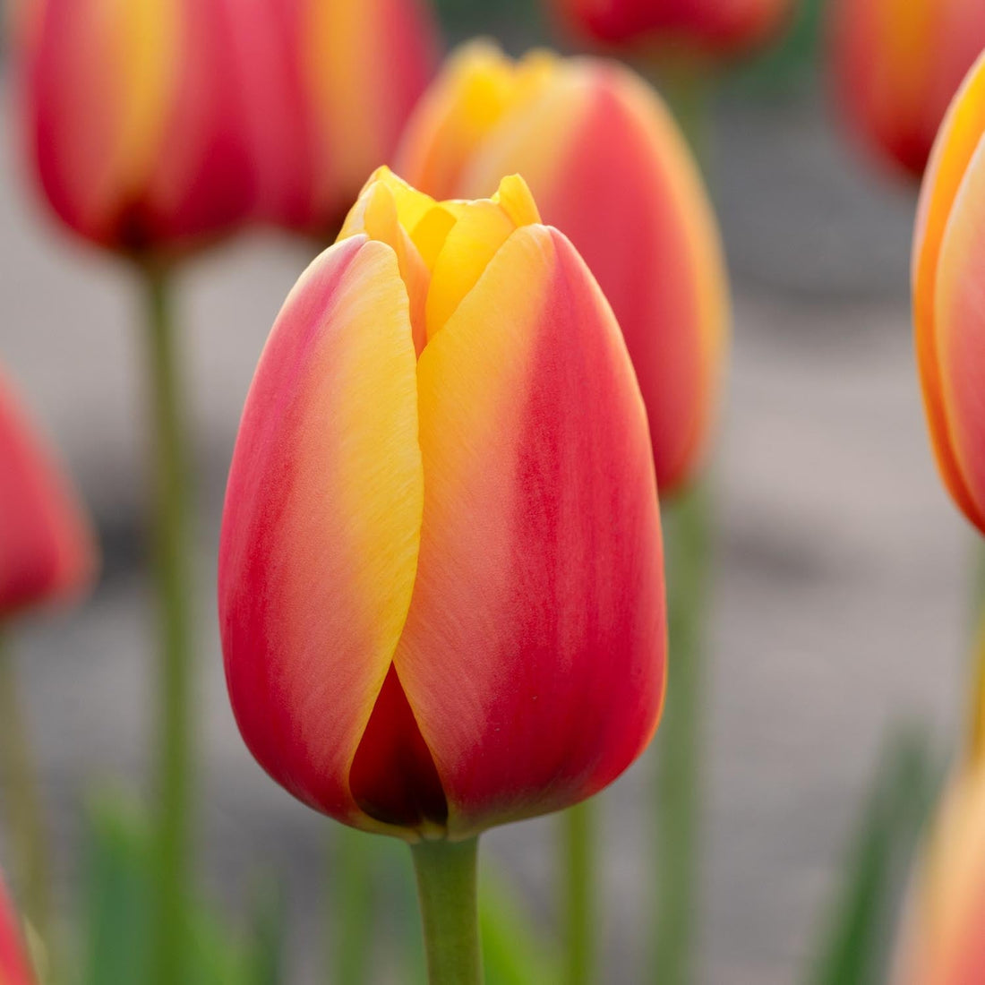 Tulp 'World Peace'