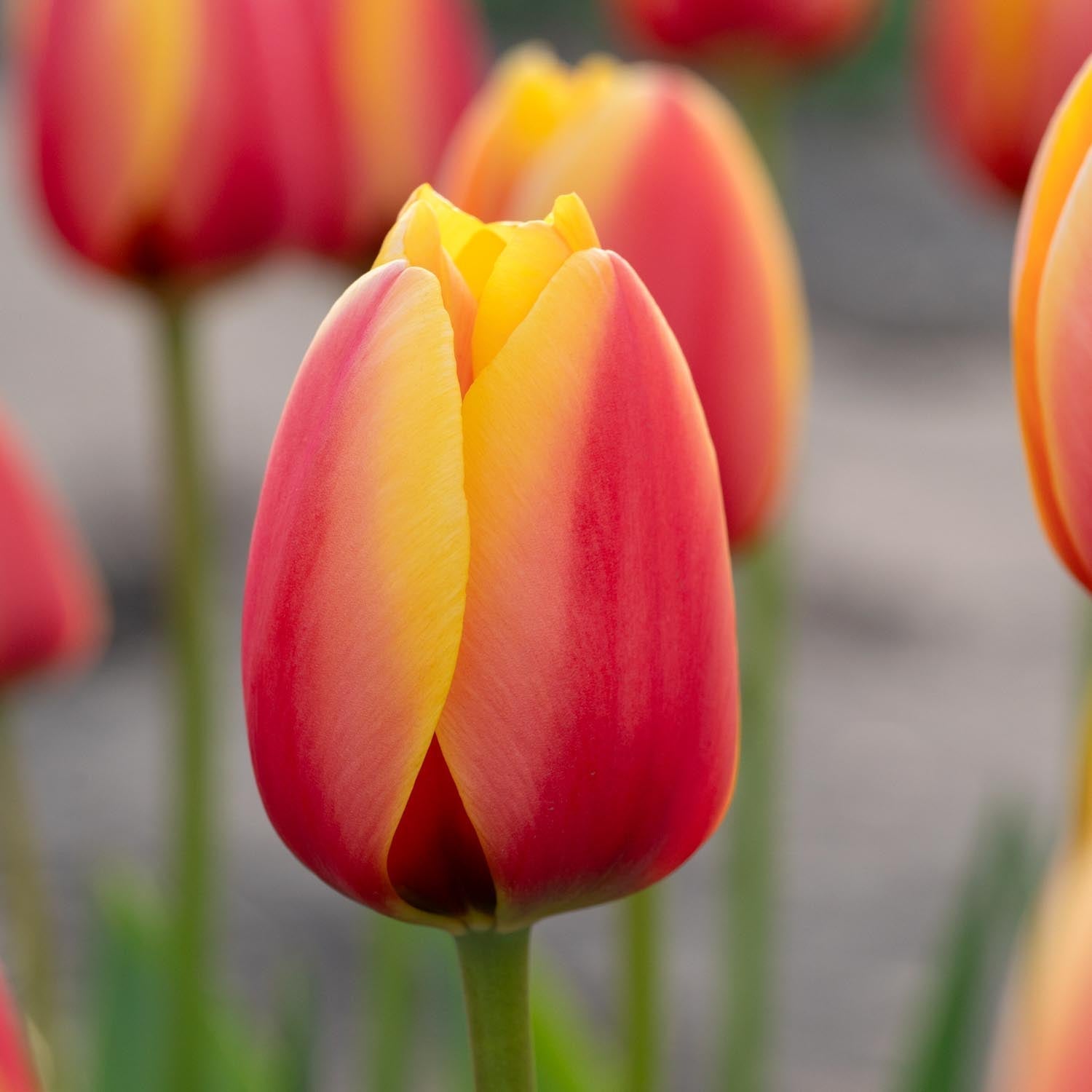 Tulp 'World Peace'