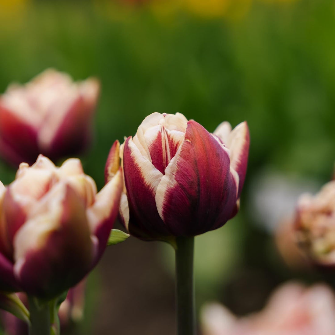 Tulp 'Wyndham'