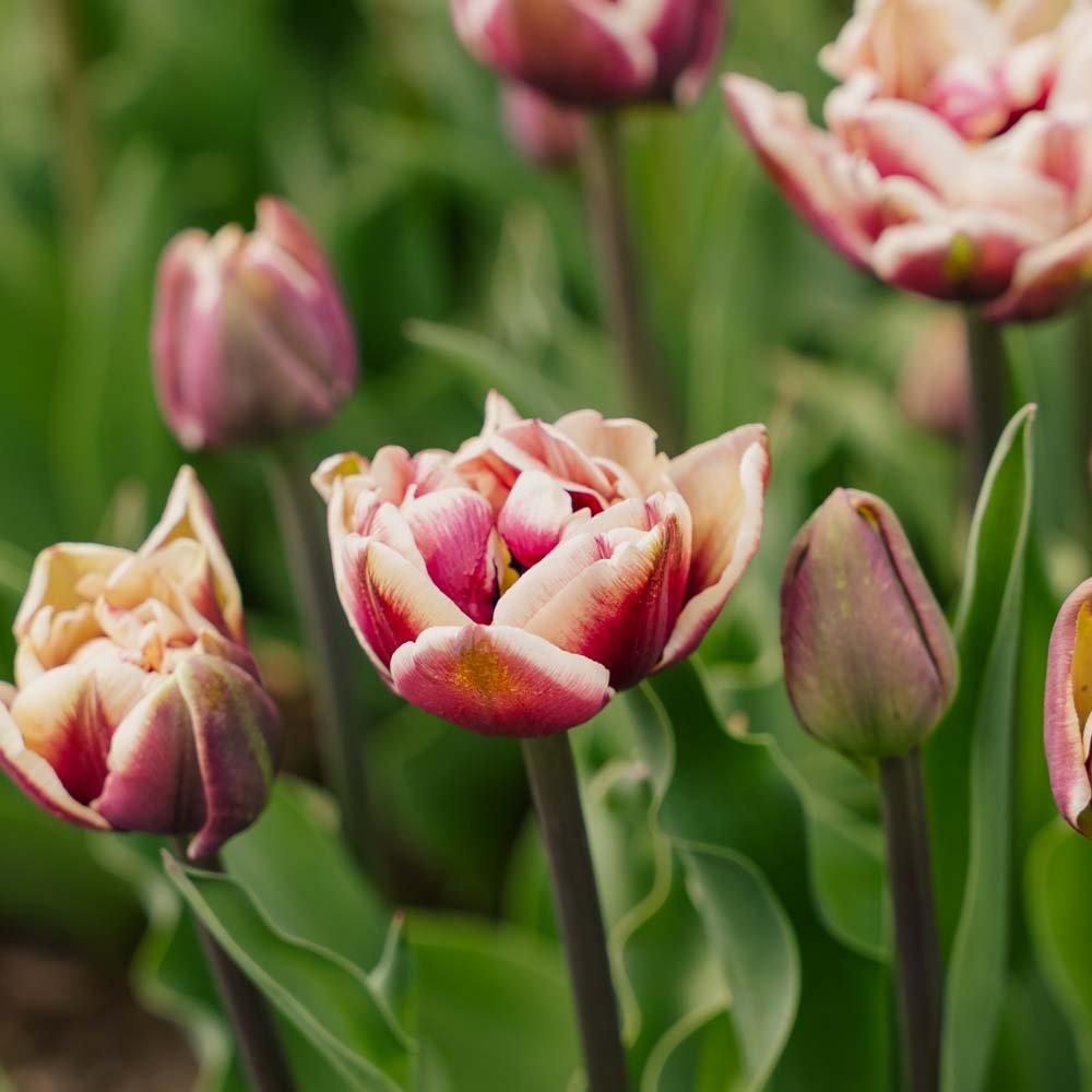 Tulp 'Wyndham'