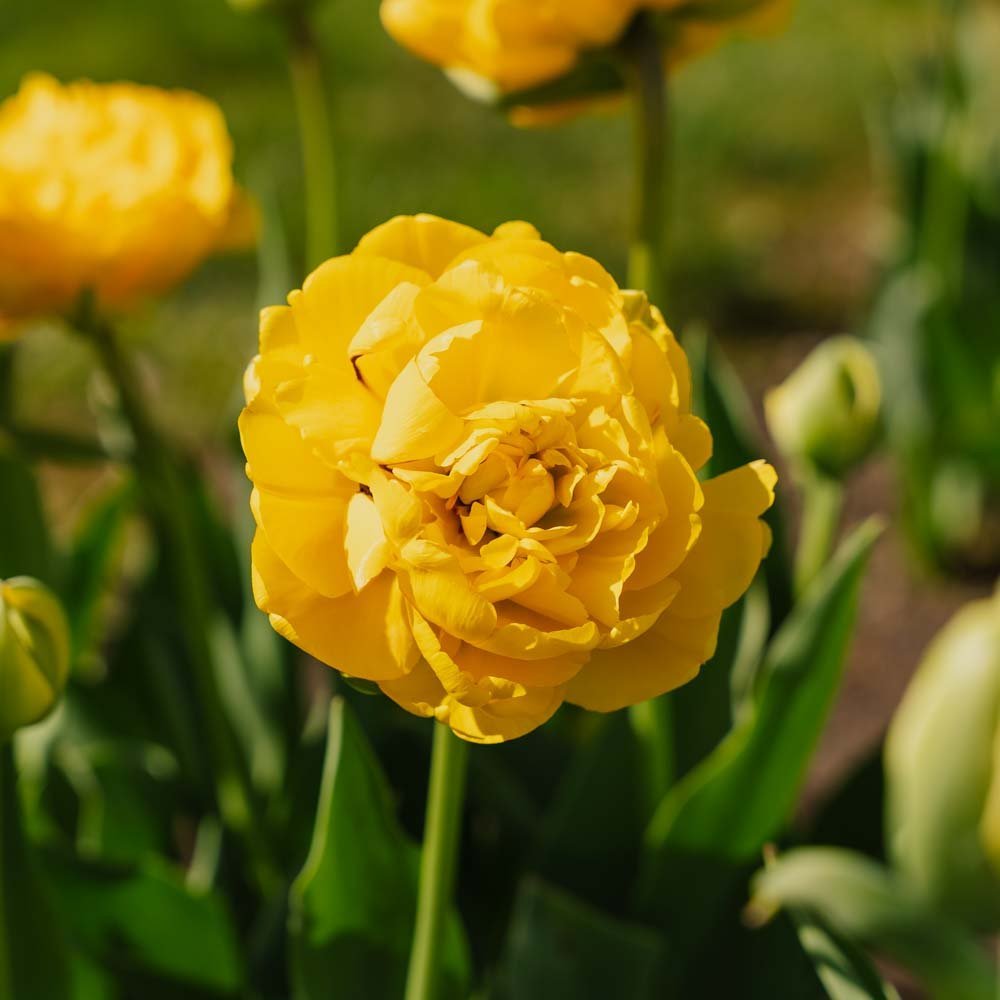 Tulp 'Yellow Pomponette'