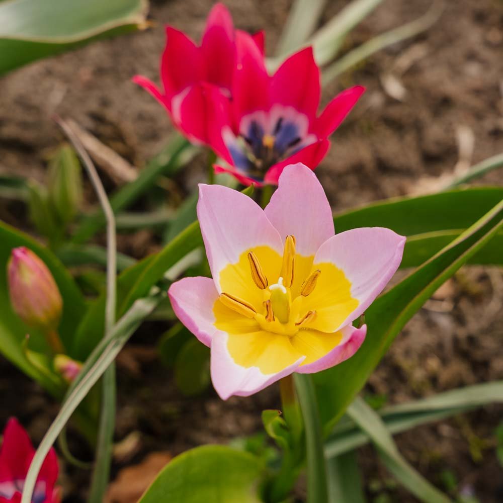 Tulpenmix 'Botanical Mixed'