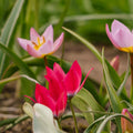 Tulpenmix 'Botanical Mixed'