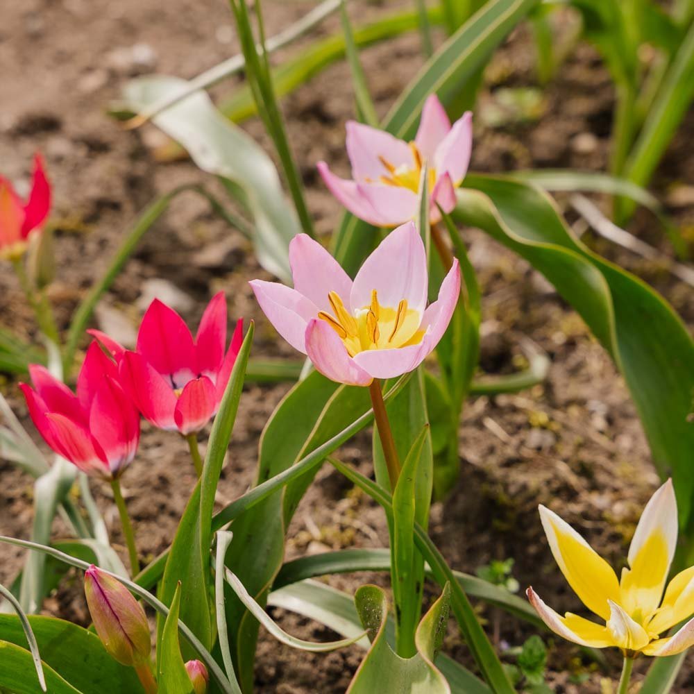 Tulpenmix 'Botanical Mixed'