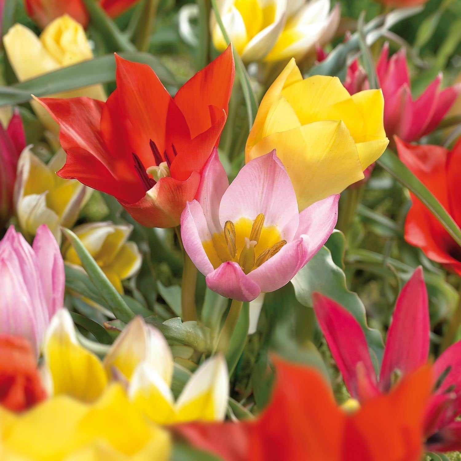Tulpenmix 'Botanical Mixed'
