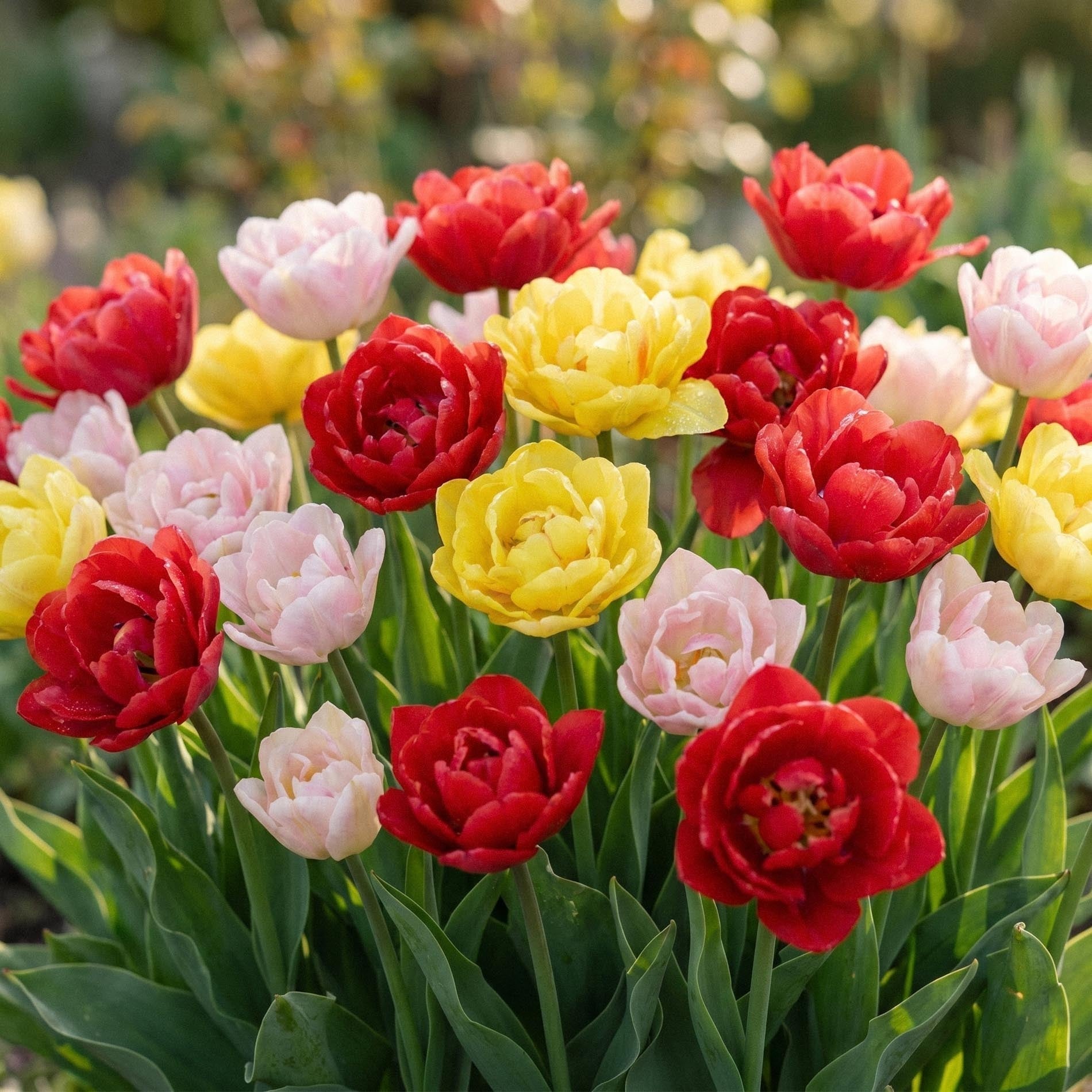 Tulpenmix 'Dance Bouquet Mix'