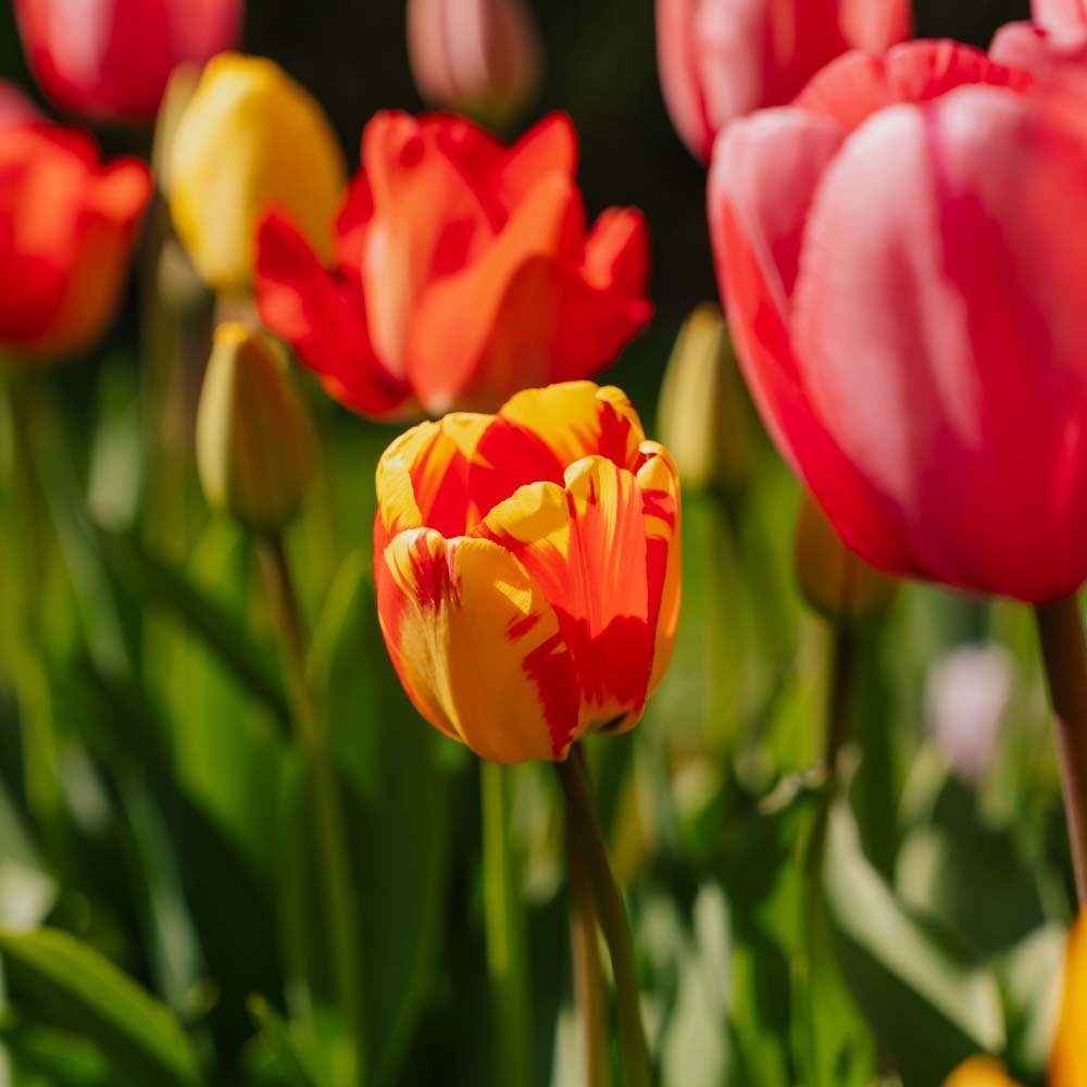 Tulpenmix 'Darwin Hybrid Mixed'