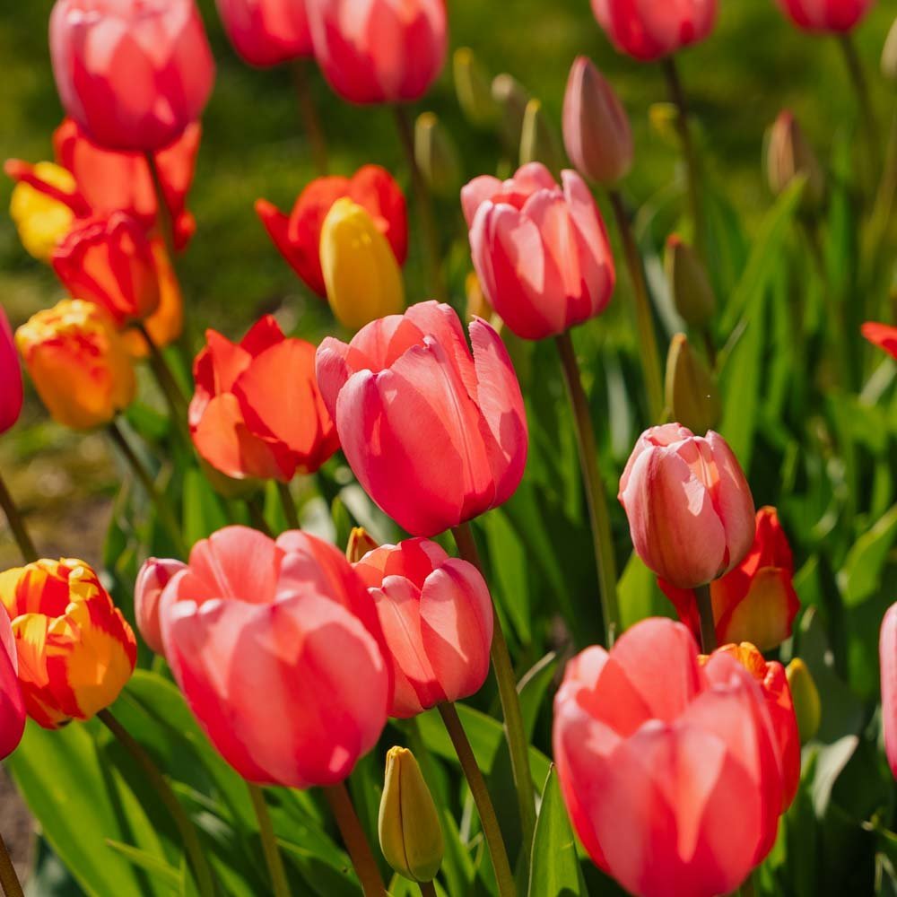 Tulpenmix 'Darwin Hybrid Mixed'