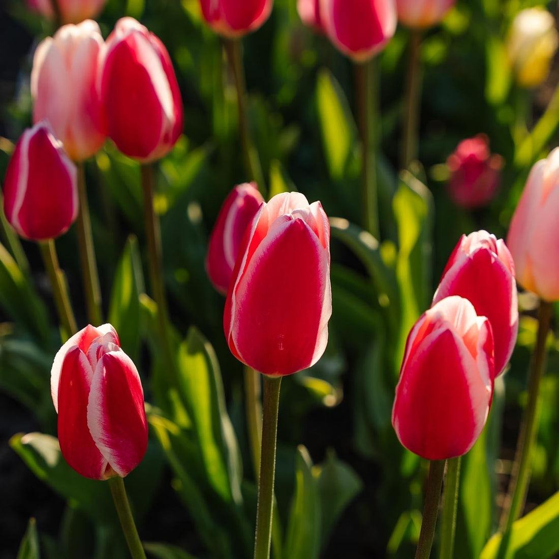 Tulpenmix 'Delight Mixed'