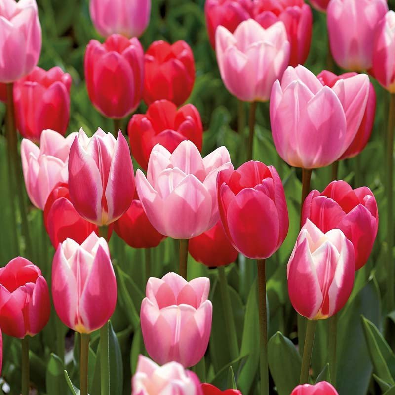 Tulpenmix 'Delight Mixed'