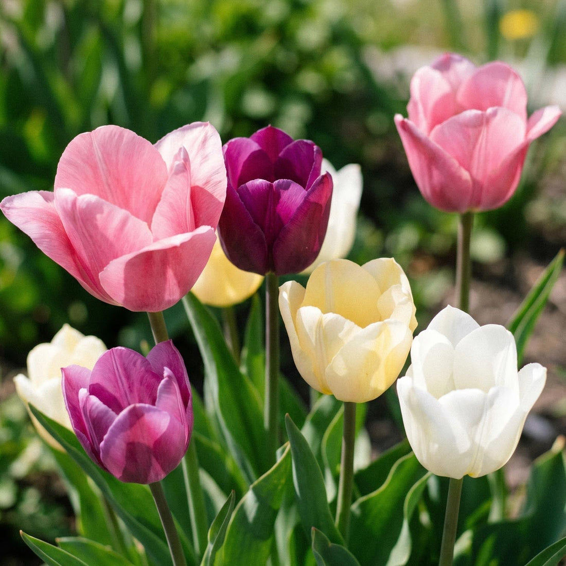 Tulpenmix 'Easter Basket Mixed'