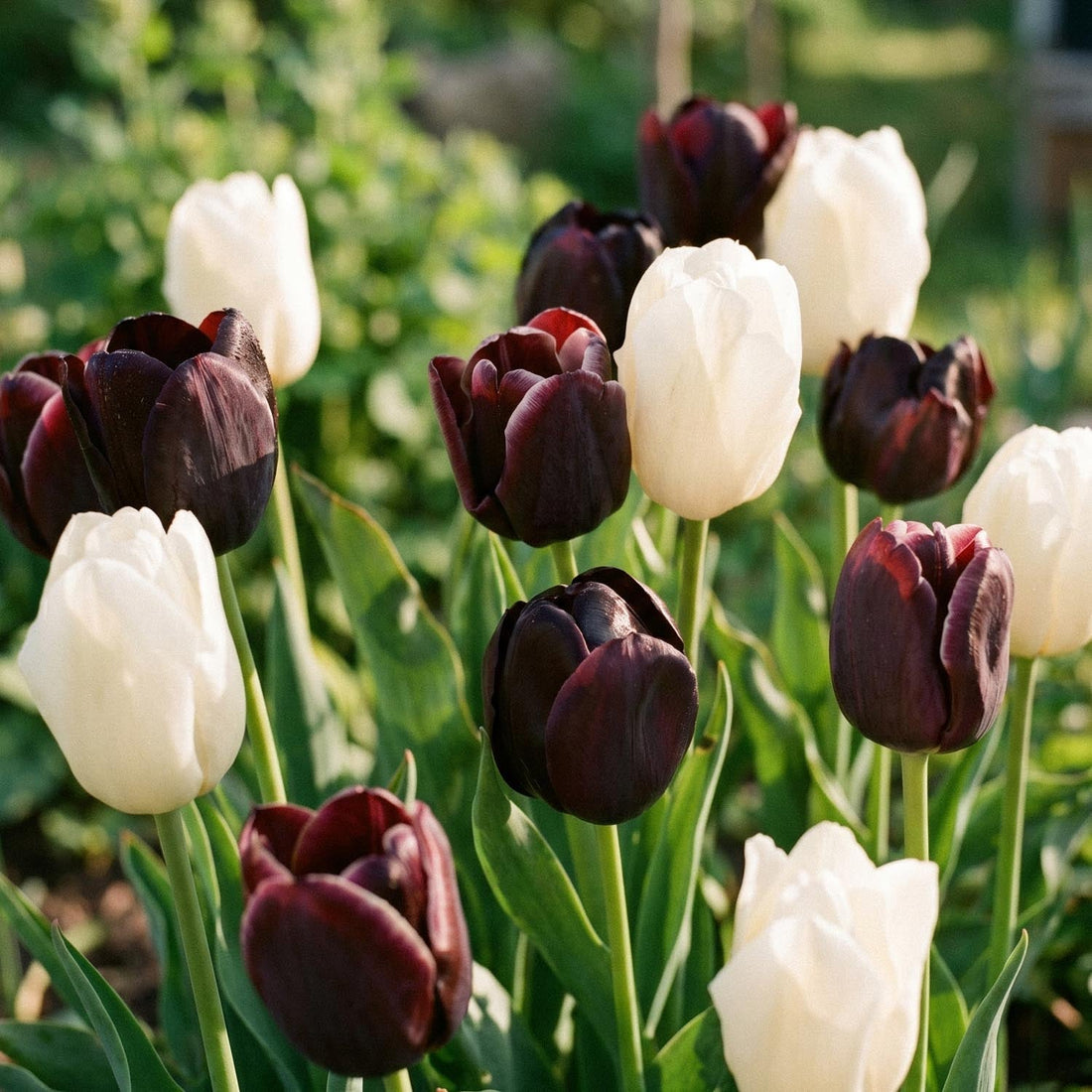 Tulpenmix 'Ebony&Ivory Mixed'